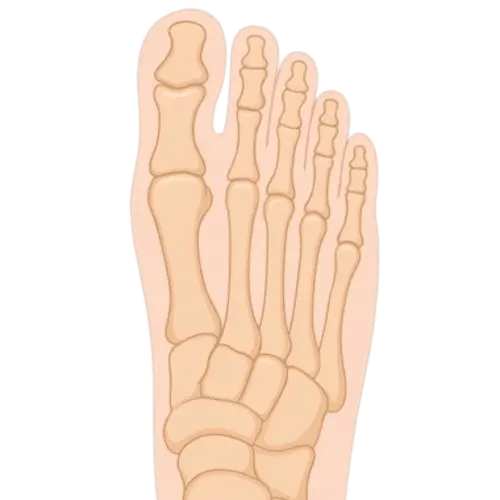 Illustration du dessus du pied