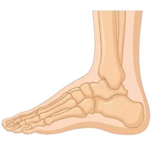 illustration de la vue externe du pied