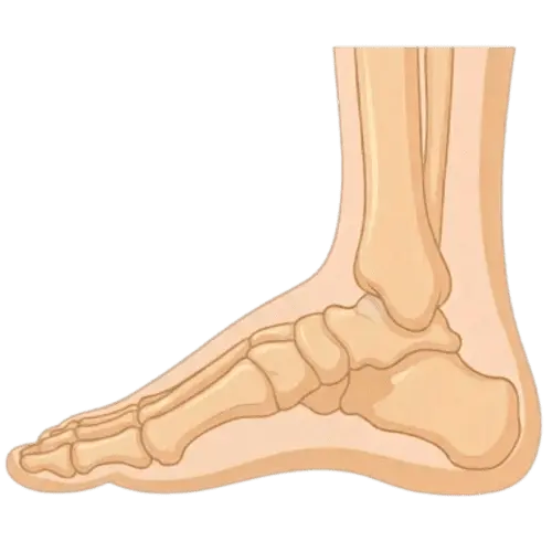 illustration de l'intérieur du pied